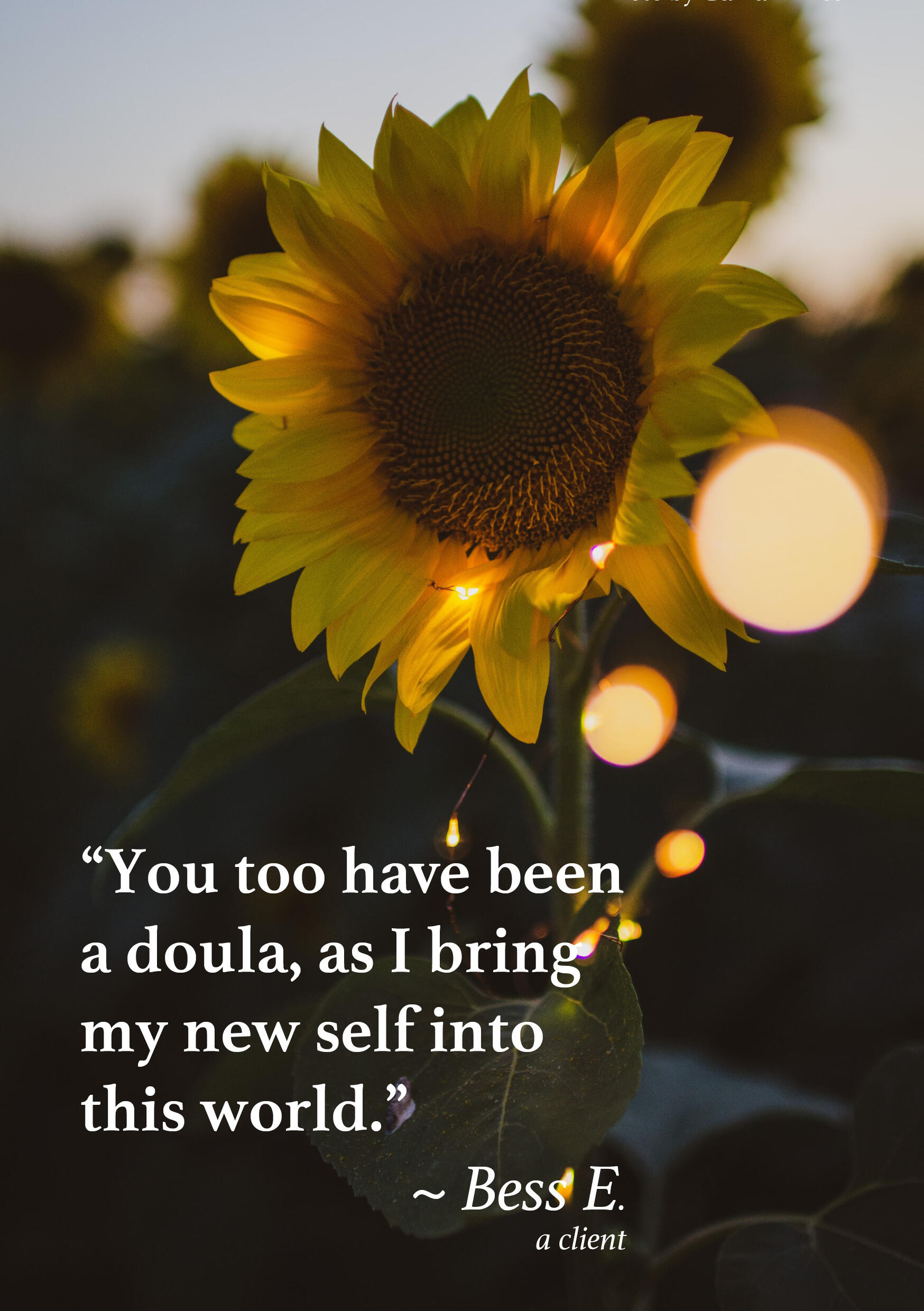 Sunflower in low light. White text on the stem and leaves says: You too have been a doula, as I bring my new self into this world. Signed Bess E. a client
